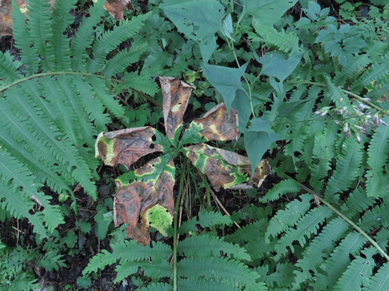 蝶ヶ岳、上高地右岸歩道