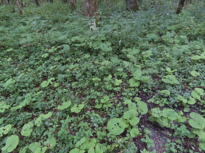 蝶ヶ岳、上高地右岸歩道