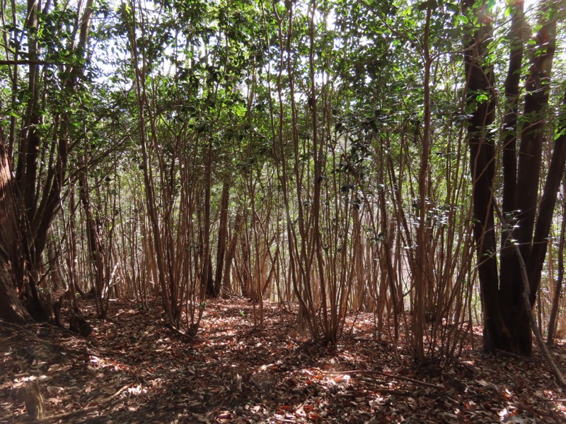 糸の会・権現山