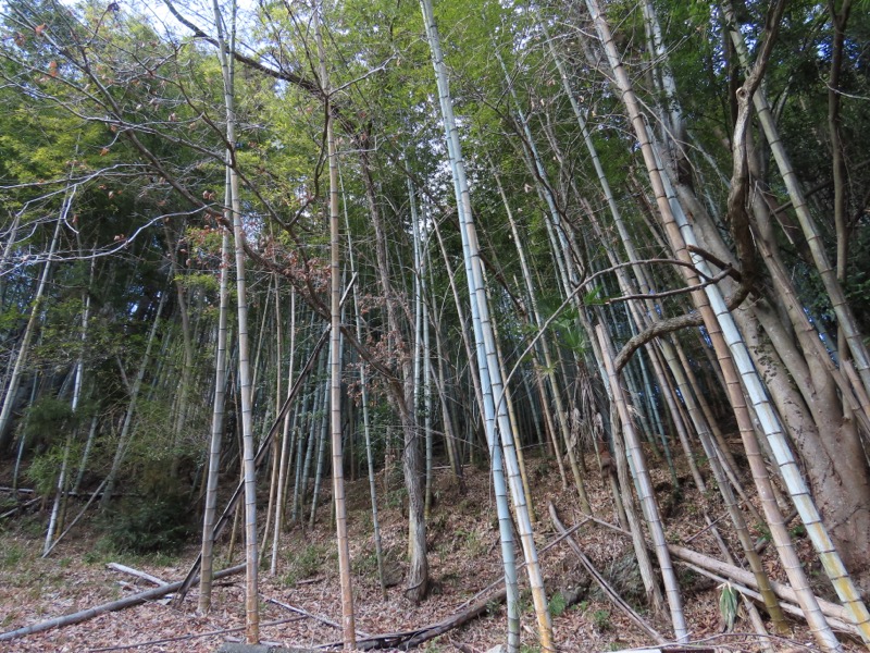 糸の会・権現山