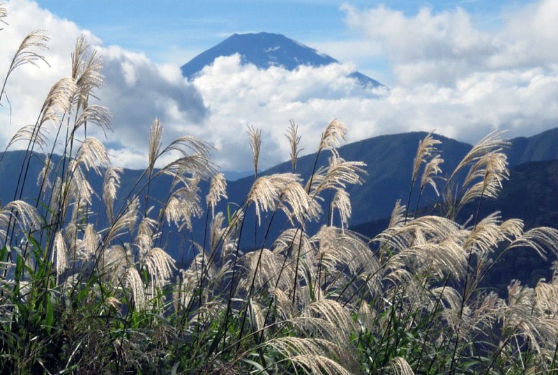 「明神ヶ岳」の富士山